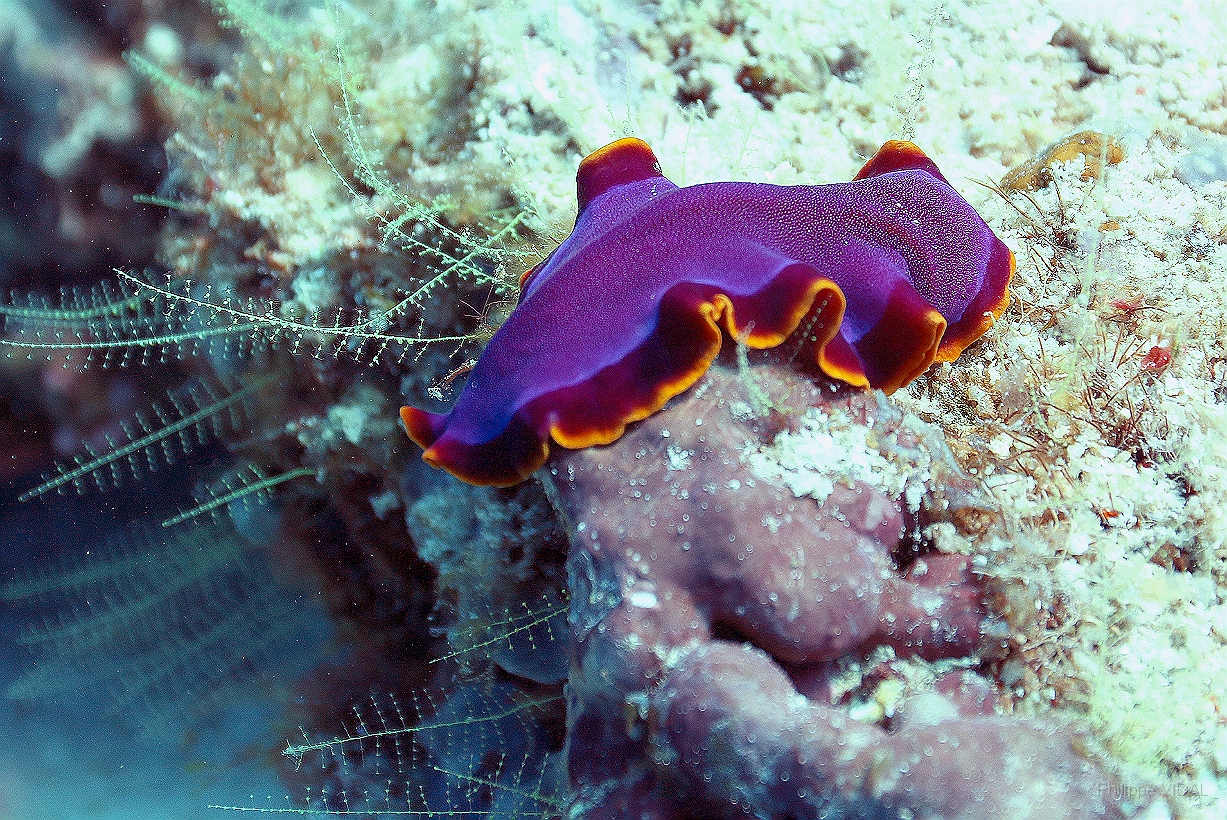 Sipadan_2015_Ver plat rouille_Pseudobiceros ferrugineus_IMG_2772_rc.jpg